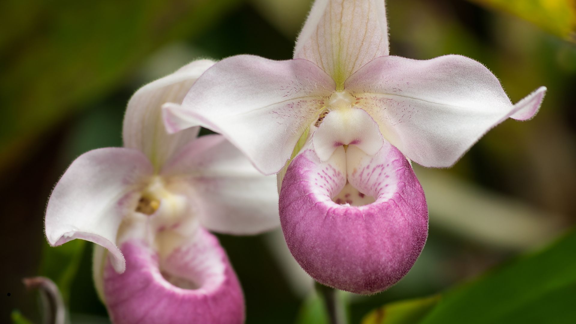 Showy Lady’s Slipper (Cypripedium reginae)